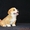 Вельш Корги Пемброк щенки (питомник «Nivas Joy» )  - Изображение #5, Объявление #1582545