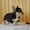 Вельш Корги Пемброк щенки (питомник «Nivas Joy» )  - Изображение #3, Объявление #1582545