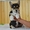 Вельш Корги Пемброк щенки (питомник «Nivas Joy» )  - Изображение #2, Объявление #1582545
