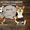 Вельш Корги Пемброк щенки (питомник «Nivas Joy» )  #1582545