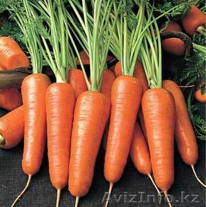 Морковь от производителя!!! - Изображение #1, Объявление #182195