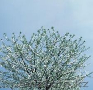 селитра на продажу