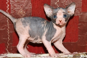 Котята канадского сфинкса ДОСТАВКА