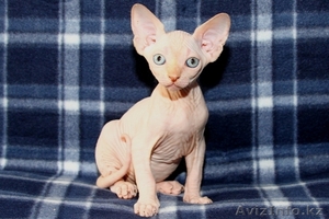 Котята канадского сфинкса  GHJLFV