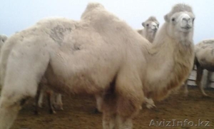 Продаем двугорбых верблюдов - Изображение #2, Объявление #825328