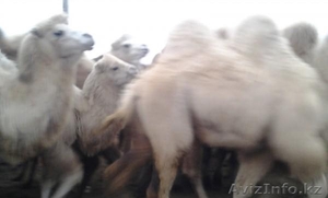 Продаем двугорбых верблюдов - Изображение #6, Объявление #825328