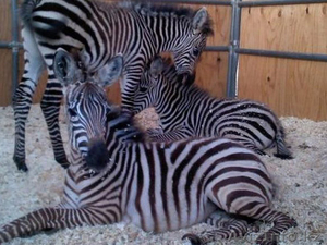 Продаем зебр из питомника