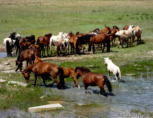продается табун лошадей упитанные - Изображение #1, Объявление #983615