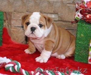 Английского бульдога