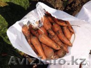 Продаю морковку звоните - Изображение #1, Объявление #1201250