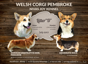 Вельш Корги Пемброк щенки (питомник «Nivas Joy» )  - Изображение #1, Объявление #1582545