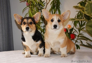 Питомник «Nivas Joy»