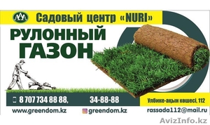 Рулонный живой газон, дёрн, посев семян газона - Изображение #3, Объявление #1631564