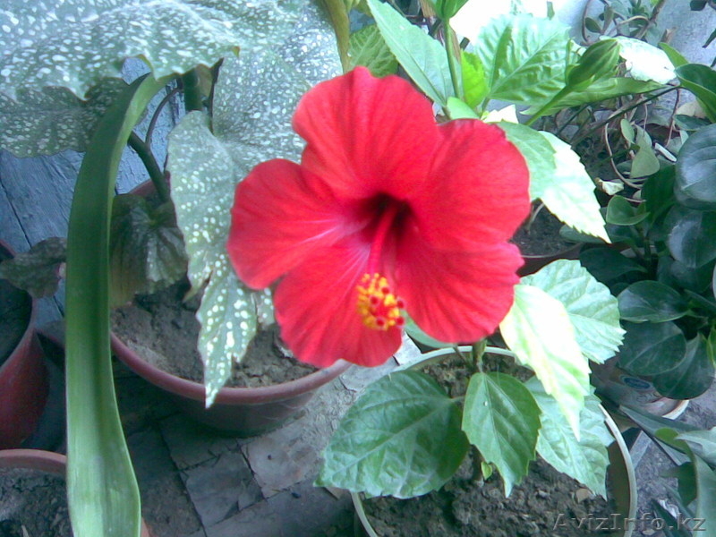 ДЕКАРАТИВНЫЕ ЦВЕТЫ - Изображение #2, Объявление #331128