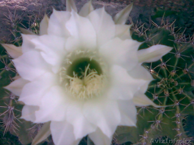 ДЕКАРАТИВНЫЕ ЦВЕТЫ - Изображение #1, Объявление #331128