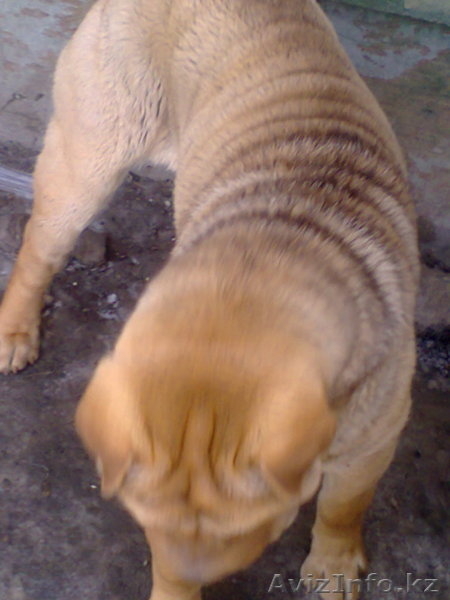 чистокровные щенки Шарпея - Изображение #1, Объявление #554205