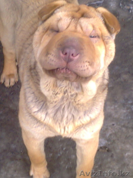 чистокровные щенки Шарпея - Изображение #2, Объявление #554205