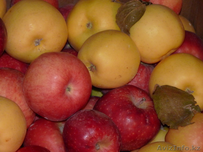 Продам яблоки оптом - Изображение #1, Объявление #549395