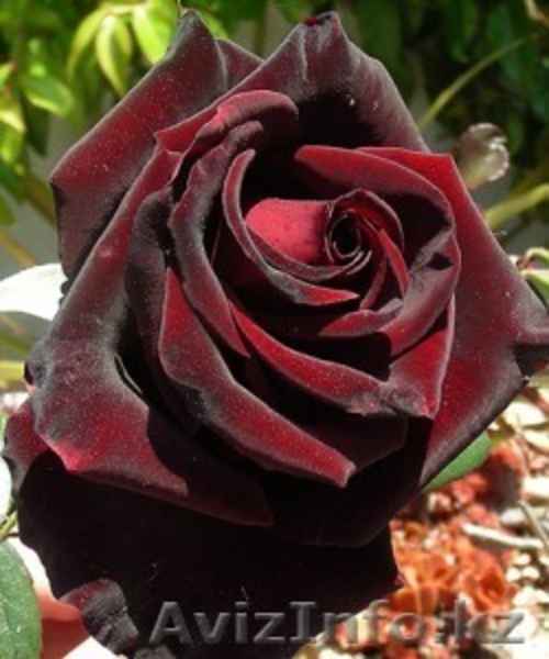 саженци роз"черная магия" - Изображение #1, Объявление #612103