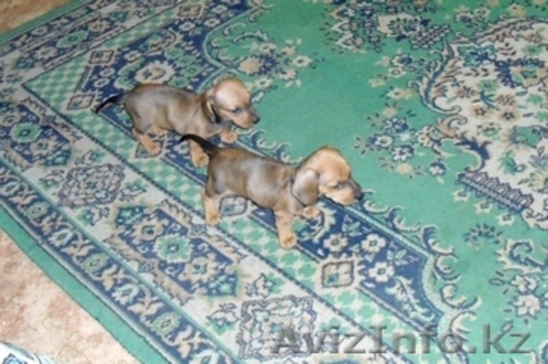 Щенки  породы  Такса - Изображение #1, Объявление #684629