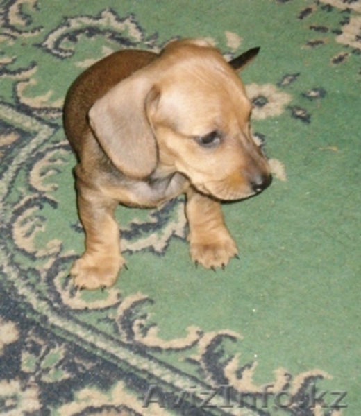 Щенки  породы  Такса - Изображение #2, Объявление #684629