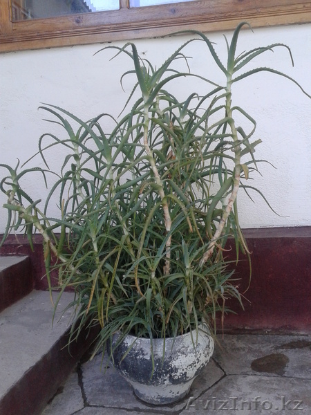 Продам целебное алоэ - Изображение #2, Объявление #752877