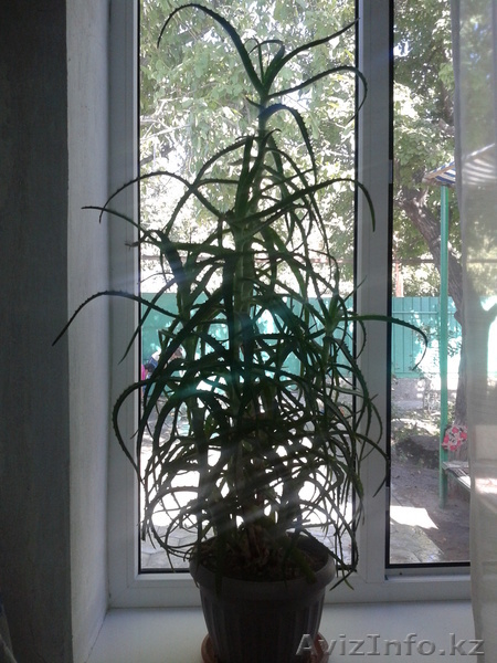 Продам целебное алоэ - Изображение #1, Объявление #752877