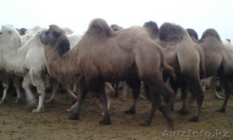 Продаем двугорбых верблюдов - Изображение #3, Объявление #825328