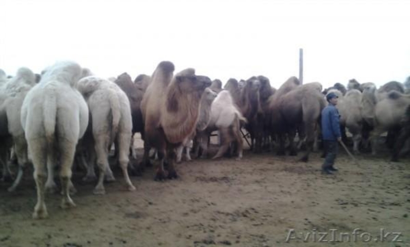 Продаем двугорбых верблюдов - Изображение #4, Объявление #825328