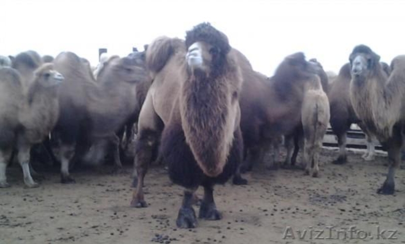 Продаем двугорбых верблюдов - Изображение #5, Объявление #825328