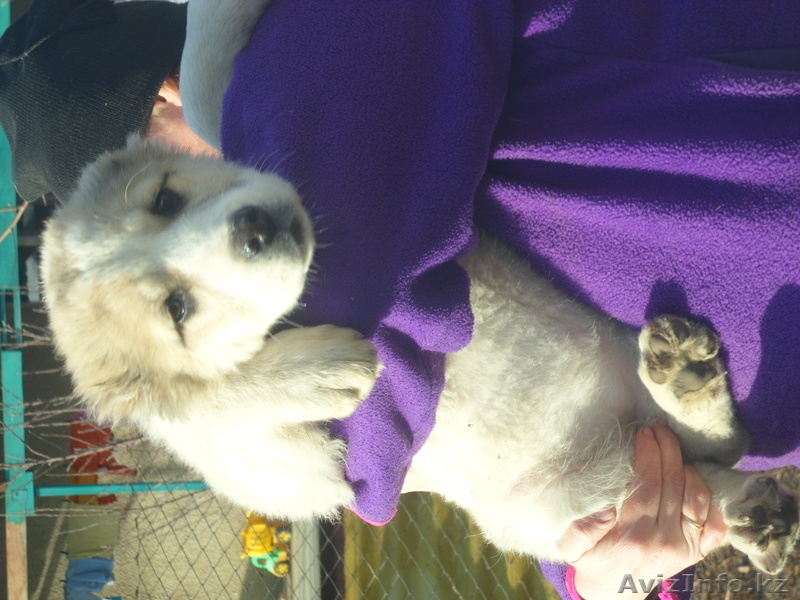 Щенки алабая 2 девочки 3,5 месяца вес по 11кГ. - Изображение #3, Объявление #843833