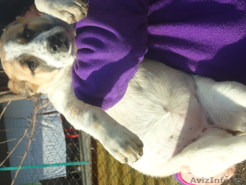 Щенки алабая 2 девочки 3,5 месяца вес по 11кГ. - Изображение #2, Объявление #843833