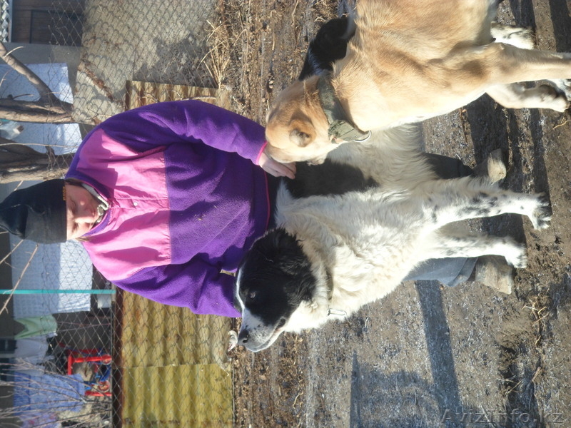 Щенки алабая 2 девочки 3,5 месяца вес по 11кГ. - Изображение #1, Объявление #843833