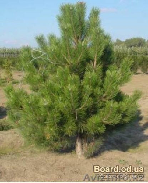 Саженцы лиственные,декоративные,хвойные и плодовые - Изображение #1, Объявление #983970