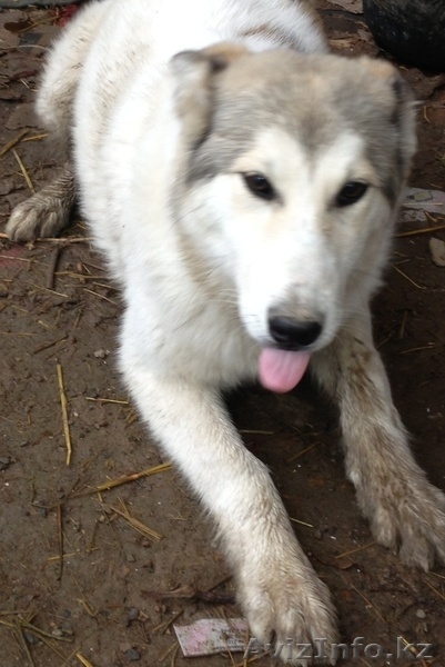 продам  сибирскую лайку - Изображение #2, Объявление #1073505