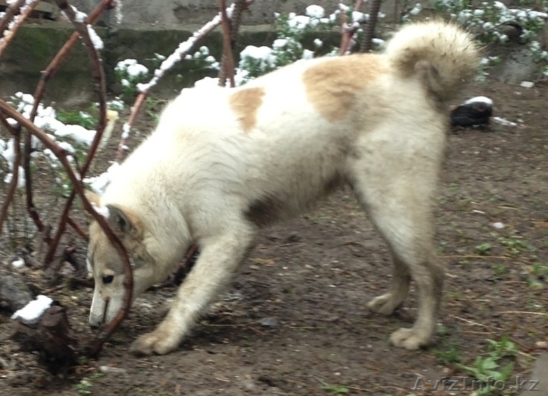 продам  сибирскую лайку - Изображение #3, Объявление #1073505