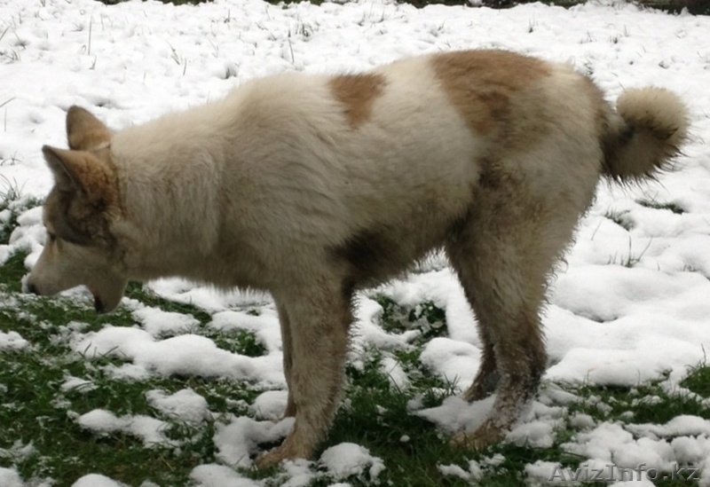 продам  сибирскую лайку - Изображение #6, Объявление #1073505