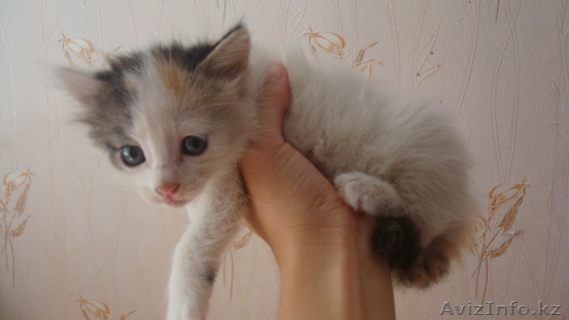 котенка в хорошие руки. срочно! пока маленькие - Изображение #2, Объявление #1117416