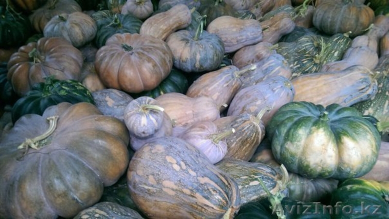 Продам тыкву оптом!!! - Изображение #3, Объявление #1320500