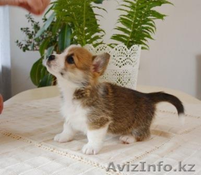 Вельш Корги Пемброк щенки (питомник «Nivas Joy» )  - Изображение #7, Объявление #1582545