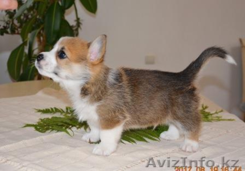 Вельш Корги Пемброк щенки (питомник «Nivas Joy» )  - Изображение #6, Объявление #1582545