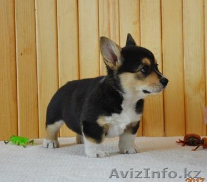 Вельш Корги Пемброк щенки (питомник «Nivas Joy» )  - Изображение #3, Объявление #1582545