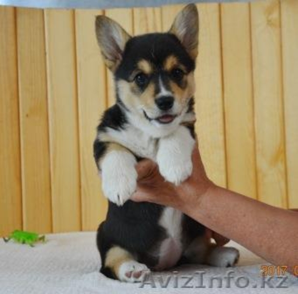 Вельш Корги Пемброк щенки (питомник «Nivas Joy» )  - Изображение #2, Объявление #1582545