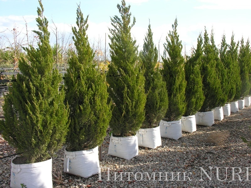 Садовый центр Нури - Изображение #2, Объявление #1602593