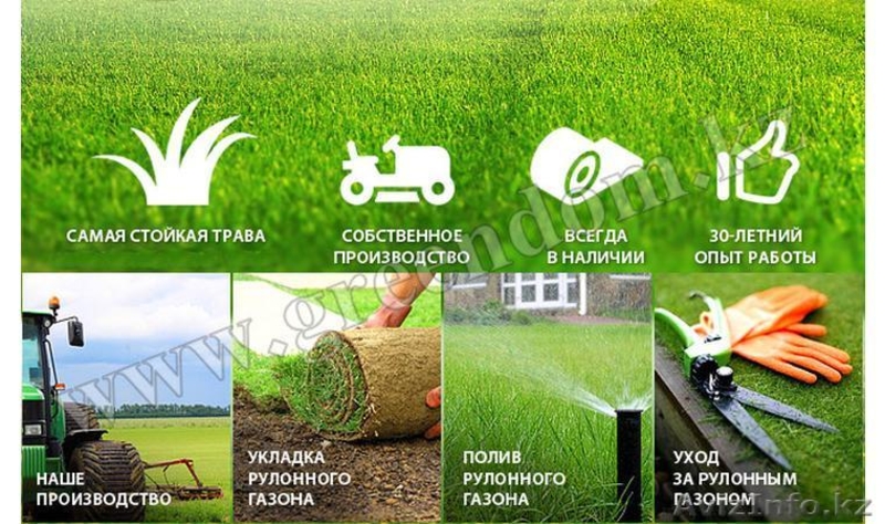 Садовый центр Нури - Изображение #3, Объявление #1602593