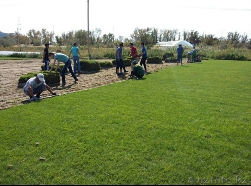 Рулонный живой газон, дёрн, посев семян газона - Изображение #1, Объявление #1631564